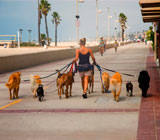 Dog Walkers de cães em Nova Iguaçu